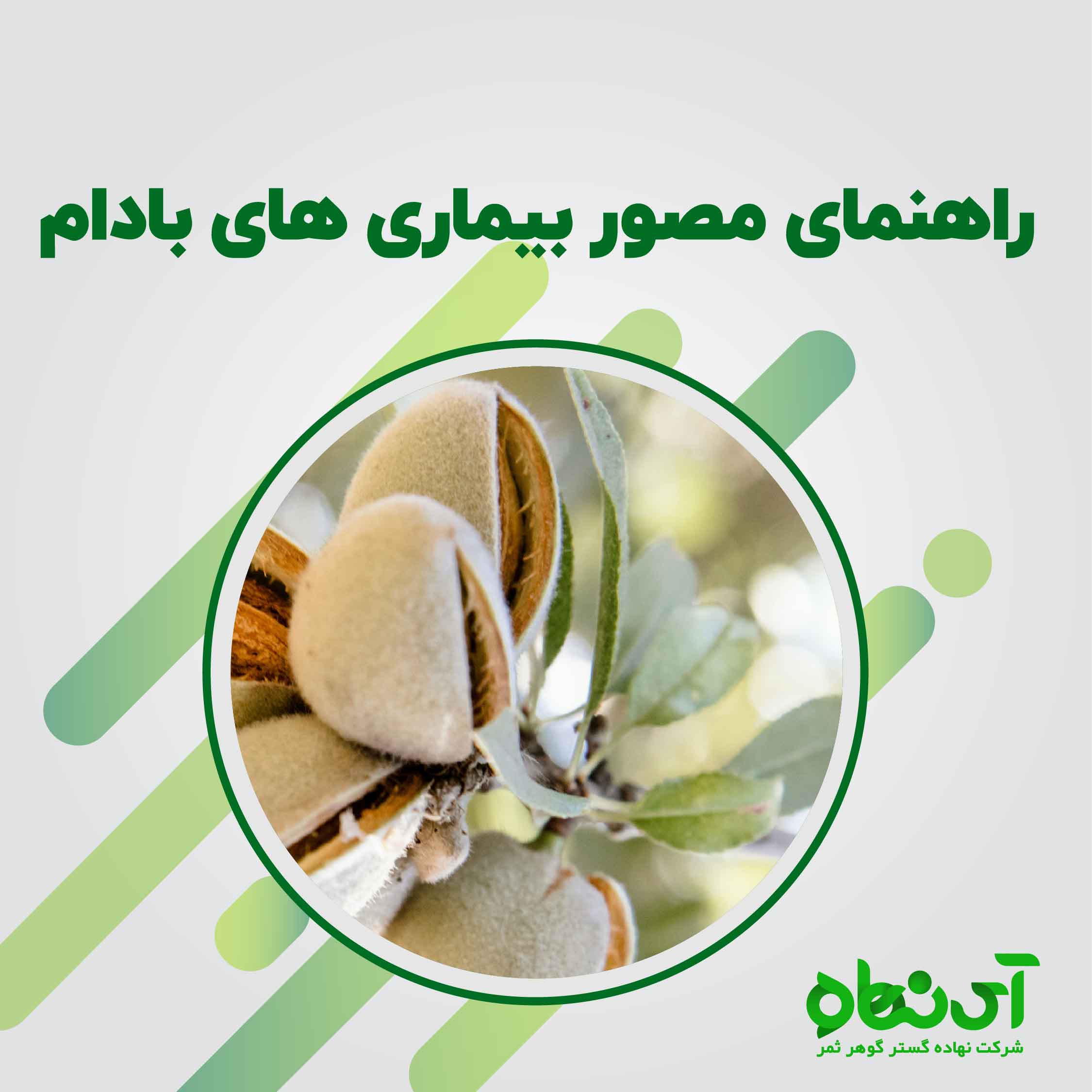 راهنمای بیماری های بادام